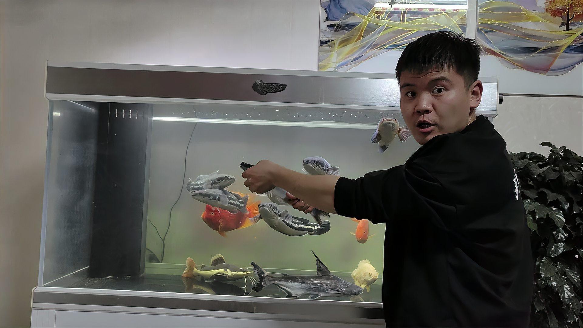 白鯊可以和龍魚混養