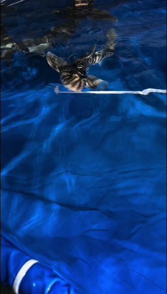 白鯊可以和龍魚混養