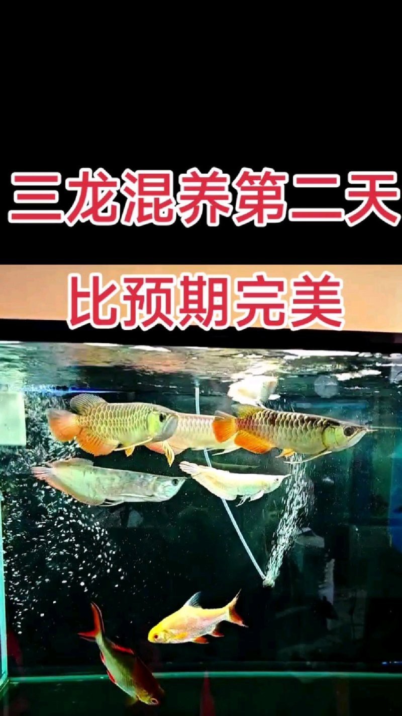 白鯊可以和龍魚混養