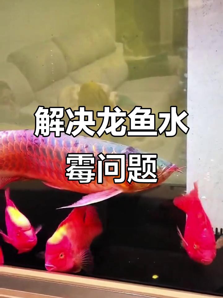 如何預防龍魚真菌病復發(fā)？