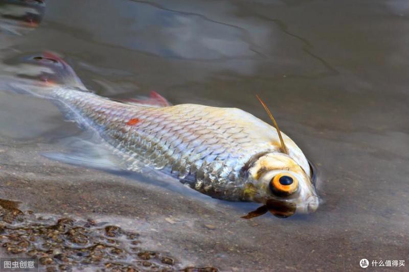 如何預防龍魚真菌病復發(fā)？