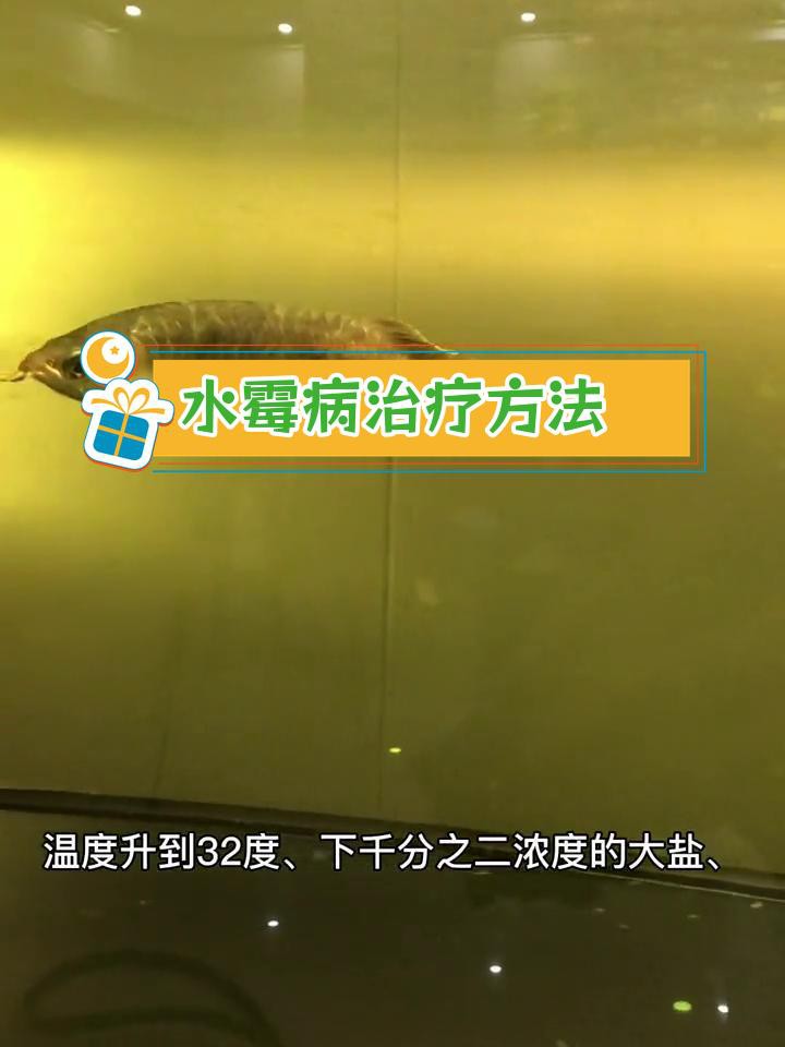 如何預防龍魚真菌病復發(fā)？