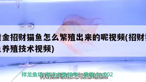 北京玲瓏珍寶珠寶店 北京玲瓏珍寶珠寶店 全國水族館企業名錄 第2張