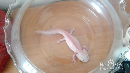 六角恐龍魚缸里可以放什么，六角恐龍魚缸布置注意事項,六角恐龍魚缸尺寸選擇指南