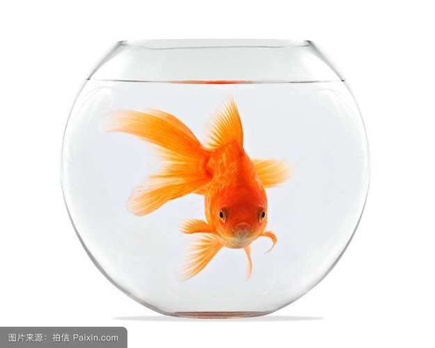 魚缸里的魚故事：觀察魚缸中的魚兒，揭示了它們的生活習性和行為模式