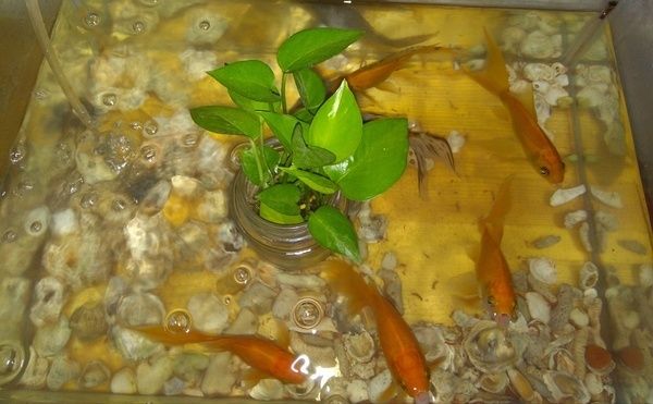 魚缸里的魚故事：觀察魚缸中的魚兒，揭示了它們的生活習性和行為模式