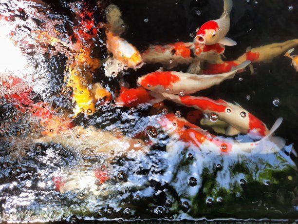 水墨字魚缸背景圖：水墨字魚缸背景圖詳情 水墨字魚缸背景圖：水墨字魚缸背景圖詳情 魚缸百科 第1張