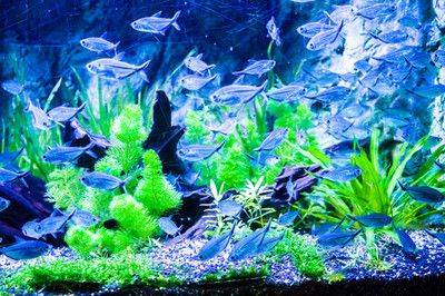 水墨字魚缸背景圖：水墨字魚缸背景圖詳情 水墨字魚缸背景圖：水墨字魚缸背景圖詳情 魚缸百科 第3張