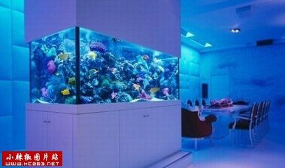 富豪家的魚缸怎么樣（比爾·蓋茨的私人魚缸揭秘） 富豪家的魚缸怎么樣（比爾·蓋茨的私人魚缸揭秘） 魚缸百科 第2張