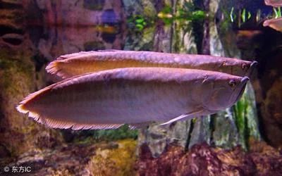 龍魚的生活環境怎么樣：龍魚的生活環境多樣，且對水質和水溫有一定的要求