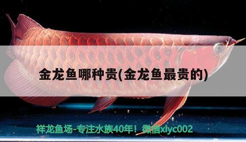 福州閩侯縣尚干繽紛陽(yáng)光花店 福州閩侯縣尚干繽紛陽(yáng)光花店 全國(guó)水族館企業(yè)名錄 第1張