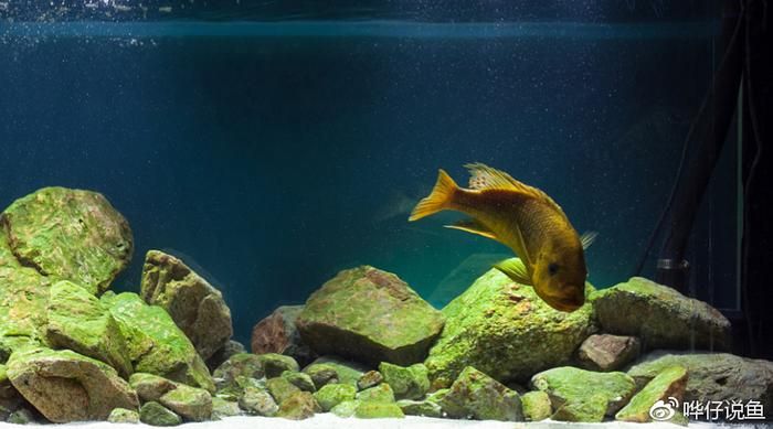 龍魚魚缸推薦品種：適合飼養的龍魚魚缸品牌以及適合飼養的龍魚品種詳情