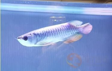 紅龍魚價格多少錢一條最貴（紅龍魚養(yǎng)殖技巧分享紅龍魚品種和品種、品種、品相、大小、稀缺性）