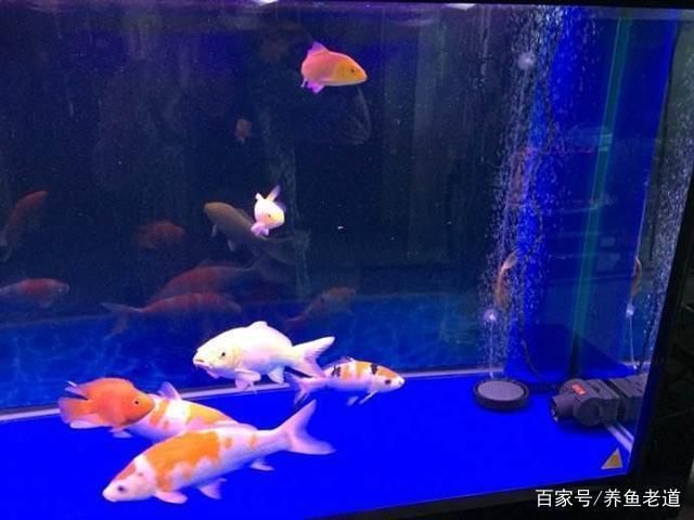 魚缸過濾系統選擇指南：如何選擇合適的魚缸過濾器