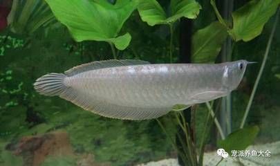龍魚飼養水溫多少合適養龍魚的水溫多少合適：養龍魚水溫多少合適？