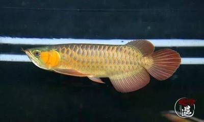 龍魚(yú)的糞便什么樣：龍魚(yú)的糞便怎么樣