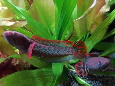 雷龍魚能吃飼料嗎：雷龍魚飼料與飼料對比雷龍魚飼料對比雷龍魚飼料對比