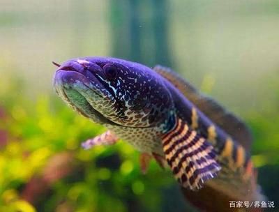 雷龍魚能吃飼料嗎：雷龍魚飼料與飼料對比雷龍魚飼料對比雷龍魚飼料對比