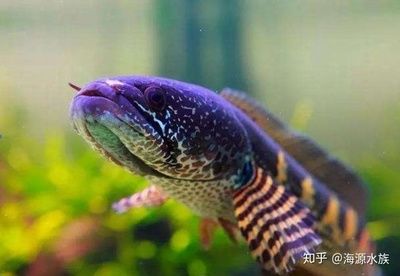 雷龍魚能吃飼料嗎：雷龍魚飼料與飼料對比雷龍魚飼料對比雷龍魚飼料對比