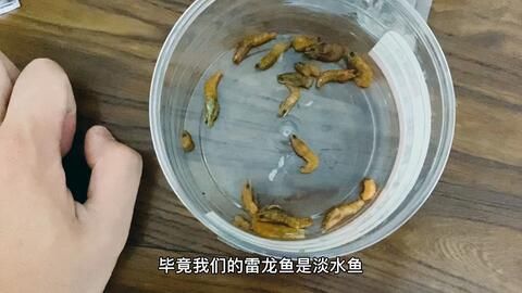 雷龍魚能吃飼料嗎：雷龍魚飼料與飼料對比雷龍魚飼料對比雷龍魚飼料對比