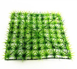 龍魚缸放什么植物:龍魚缸水草種植技巧,綠蘿水培注意事項 魚缸百科 第5張 龍魚缸放什么植物:龍魚缸水草種植技巧,綠蘿水培注意事項 龍魚缸放什么植物:龍魚缸水草種植技巧,綠蘿水培注意事項 魚缸百科 第5張