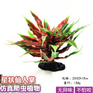 龍魚缸放什么植物:龍魚缸水草種植技巧,綠蘿水培注意事項 魚缸百科 第4張 龍魚缸放什么植物:龍魚缸水草種植技巧,綠蘿水培注意事項 龍魚缸放什么植物:龍魚缸水草種植技巧,綠蘿水培注意事項 魚缸百科 第4張