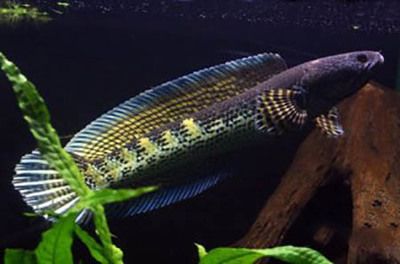 野生雷龍魚，多久會進食：對于野生雷龍魚的進食時間