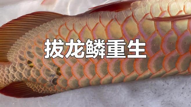 銀龍魚鱗片爛了怎么辦圖片