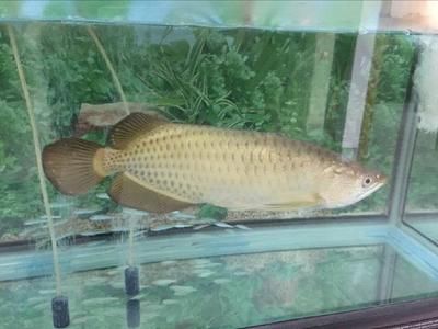 龍魚尾鰭上有黑色斑點(diǎn)（龍魚尾部出現(xiàn)黑色斑點(diǎn)是什么原因引起的？）