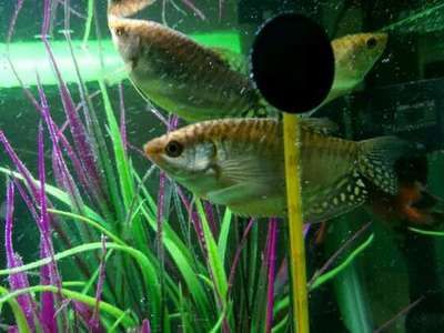 龍魚尾鰭上有黑色斑點（龍魚尾部出現黑色斑點是什么原因引起的？）