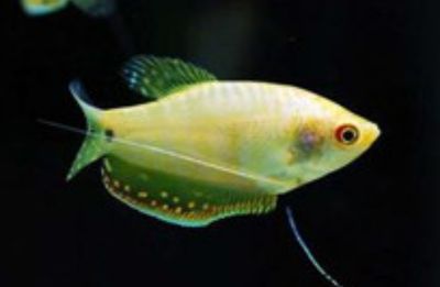 龍魚尾鰭上有黑色斑點(diǎn)（龍魚尾部出現(xiàn)黑色斑點(diǎn)是什么原因引起的？）