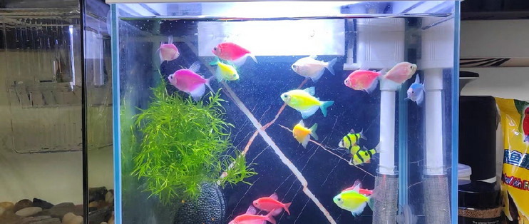 國產品牌魚缸有哪些