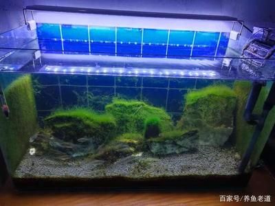 大連冠華觀賞魚養殖場（大連冠華觀賞魚養殖場地址）