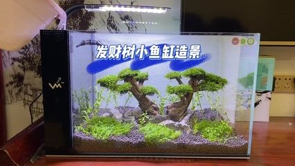 江森水族魚缸可以嗎：江森水族魚缸怎么樣