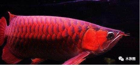 觀賞龍魚價格多少（觀賞魚價格-最新觀賞魚價格、批發報價、價格大全）