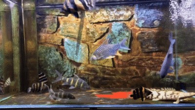 江南花鳥市里就有幾家水族館，坐1或2路到客運站下車：江南花鳥市里就有幾家水族館