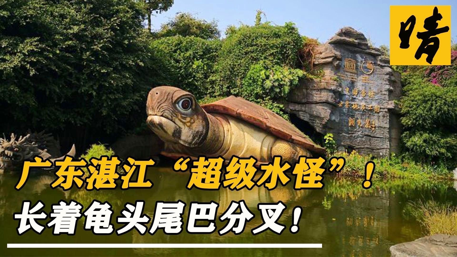龍魚尾巴分叉是怎么回事（龍魚尾巴分叉怎么辦）