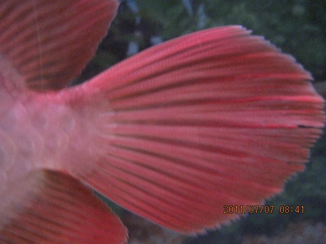 龍魚尾巴分叉是怎么回事（龍魚尾巴分叉怎么辦）