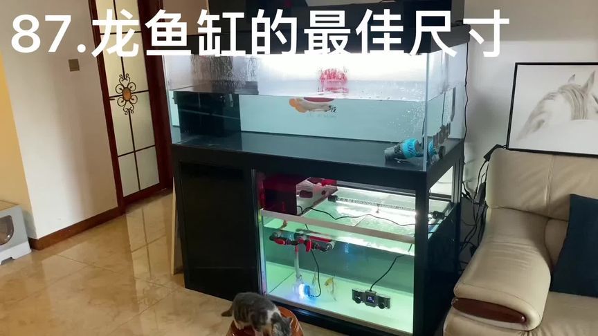 龍魚缸多大尺寸好（龍魚缸多大尺寸好，）