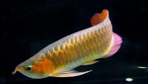 黃色金龍魚多少錢一只