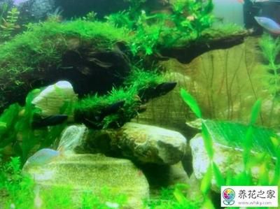 魚缸綠藻怎么清除視頻（清除魚缸綠藻的方法）
