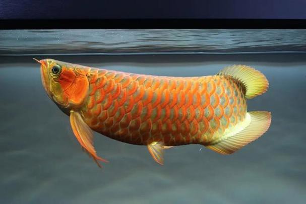 【重慶龍魚價(jià)格重慶龍魚圖片重慶龍魚轉(zhuǎn)讓】