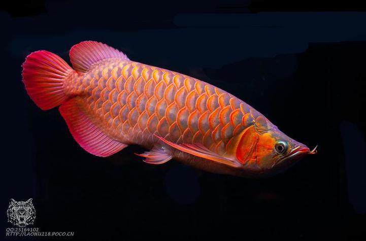 【重慶龍魚價(jià)格重慶龍魚圖片重慶龍魚轉(zhuǎn)讓】