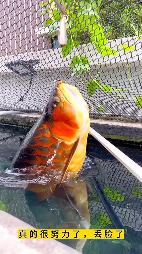 【重慶龍魚價(jià)格重慶龍魚圖片重慶龍魚轉(zhuǎn)讓】