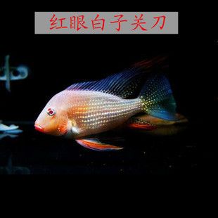 關刀魚可以和龍魚一起養嗎（關刀魚和龍魚是否能夠一起養，取決于多種因素） 關刀魚可以和龍魚一起養嗎（關刀魚和龍魚是否能夠一起養，取決于多種因素） 龍魚百科 第4張