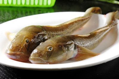 關刀魚可以和龍魚一起養嗎（關刀魚和龍魚是否能夠一起養，取決于多種因素）