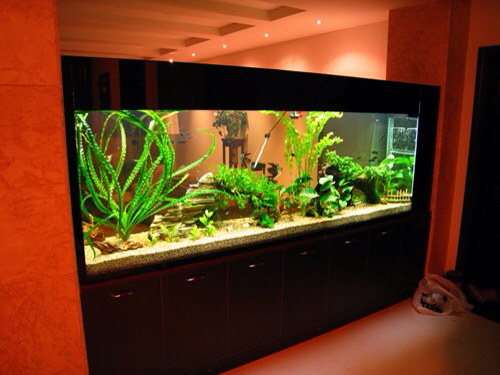 太倉市城廂鎮小王水族館（太倉市城廂鎮小王水族館電話）