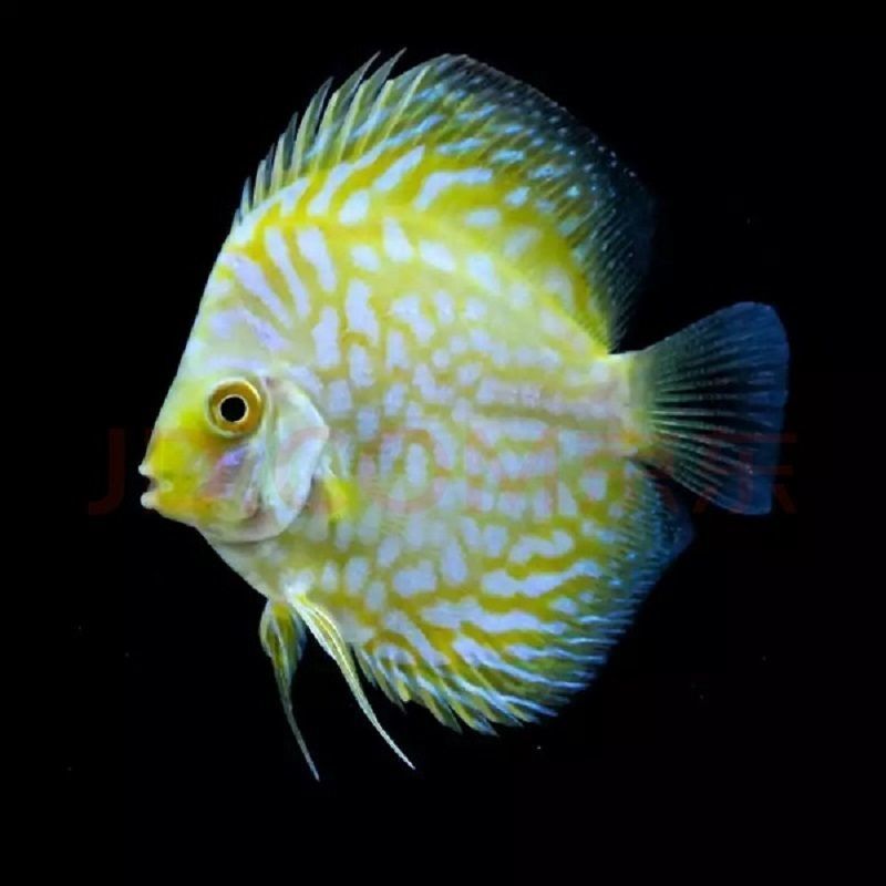 燕魚和金龍魚能一起養(yǎng)嗎（燕魚和金龍魚可以混養(yǎng)嗎？）