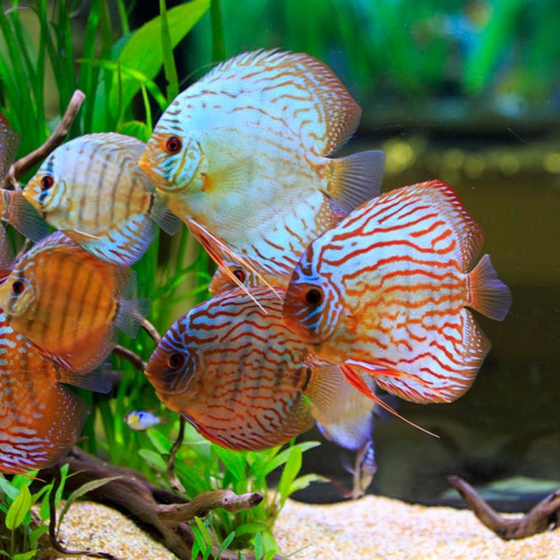 燕魚和金龍魚能一起養(yǎng)嗎（燕魚和金龍魚可以混養(yǎng)嗎？）