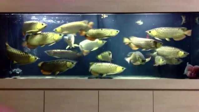 金龍魚兇嗎（金龍魚在自然界中具有較強捕食能力和潛在的危險性）